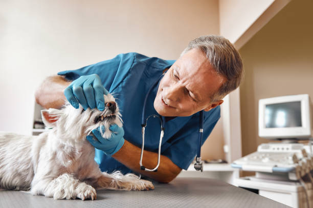 Best 24-Hour Emergency Dentist in New Orleans Station, LA